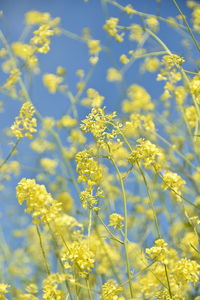 Close-up of yellow flowering plant on field