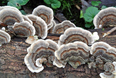 Close-up of mushrooms on ground