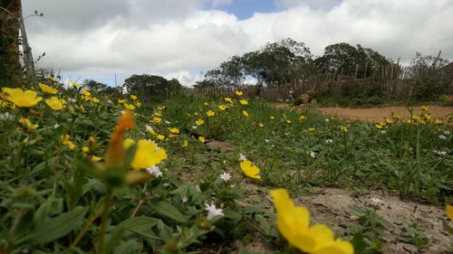 Yellow flowers growing on field against sky