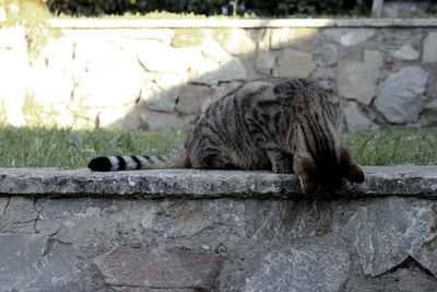 Close-up of cat