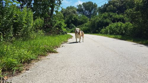 Dog walking on road amidst trees