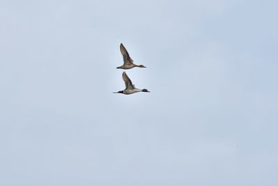 Low angle view of seagull flying