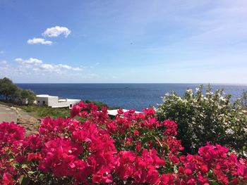 Pink flowering plants by sea against sky