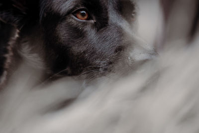 Close-up of dog looking away