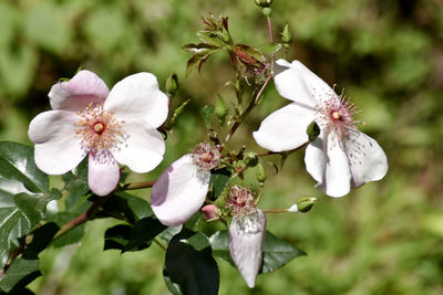 Close-up of white flowering plant