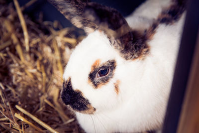 Close-up of rabbit