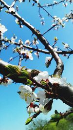 Close-up of fresh flower tree against sky