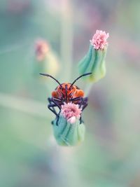 Close-up of insect on flower