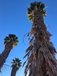 Low angle view of coconut palm tree against clear blue sky
