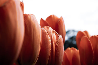 Springtime fresh tulip blooming