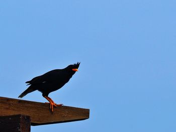 Low angle view of bird perching on wood against clear sky