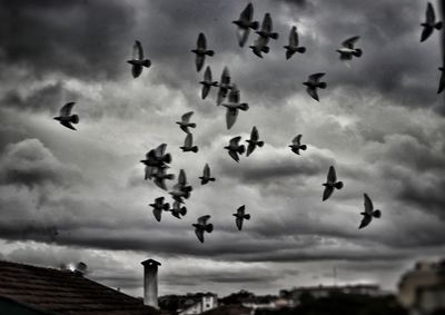 Low angle view of birds flying against cloudy sky