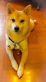 High angle portrait of dog sitting on hardwood floor
