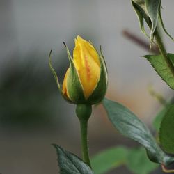 Close-up of yellow flowering plant