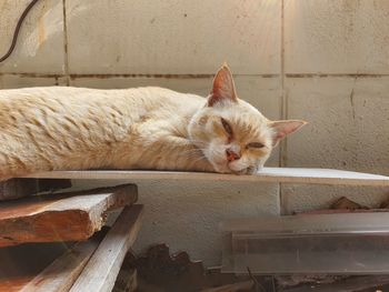 Cat sleeping by wall