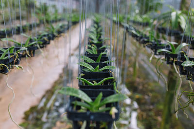 Close-up of plants growing in greenhouse