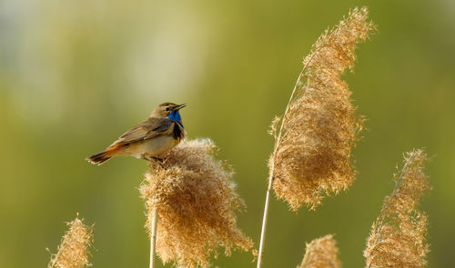 Close-up of bluethroat perching on plant