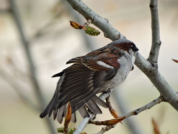 Close-up of sparrow perching on branch