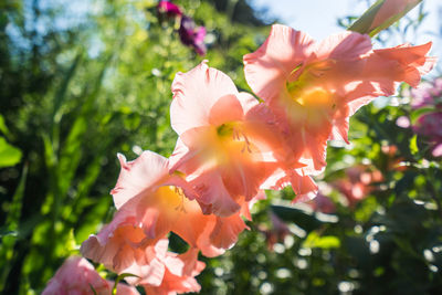 Close-up of day lily flowers