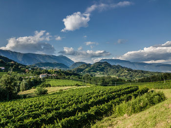 Vineyard against sky