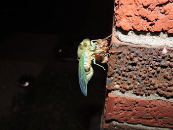 Cicada molting on wall at night