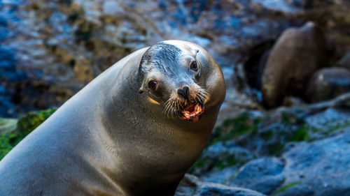 Close-up of sea lion on rock at beach