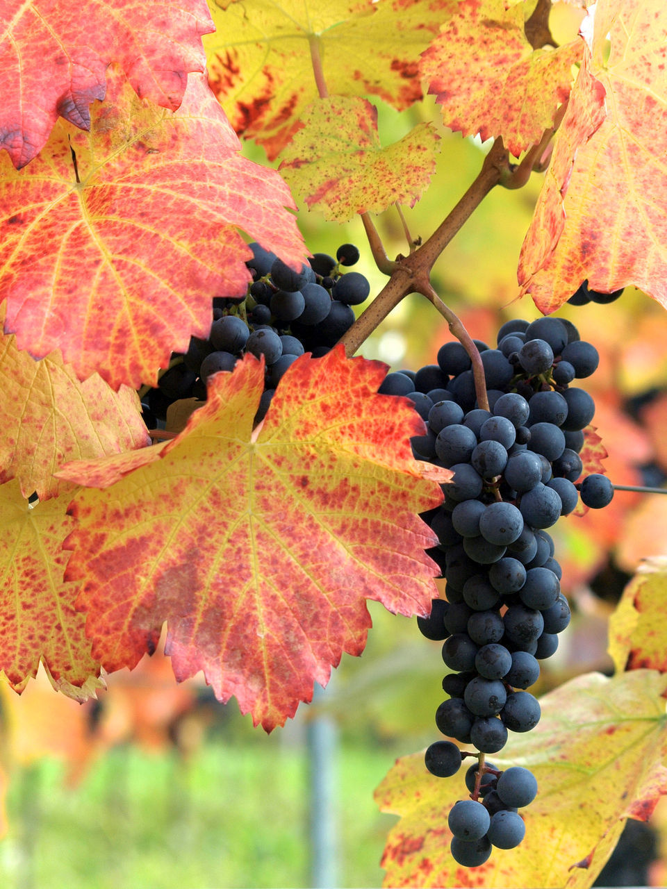 CLOSE-UP OF GRAPES GROWING IN VINEYARD