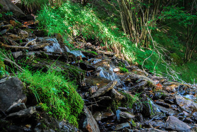 Close-up of plants growing in forest