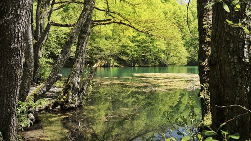 Reflection of trees in lake