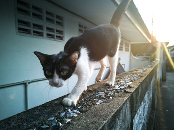 Portrait of a cat