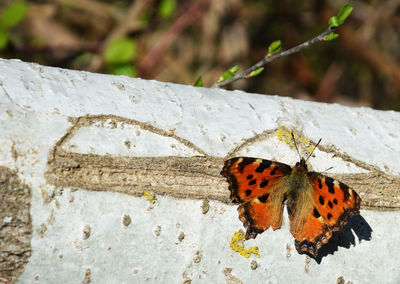 Close-up of butterfly on leaf