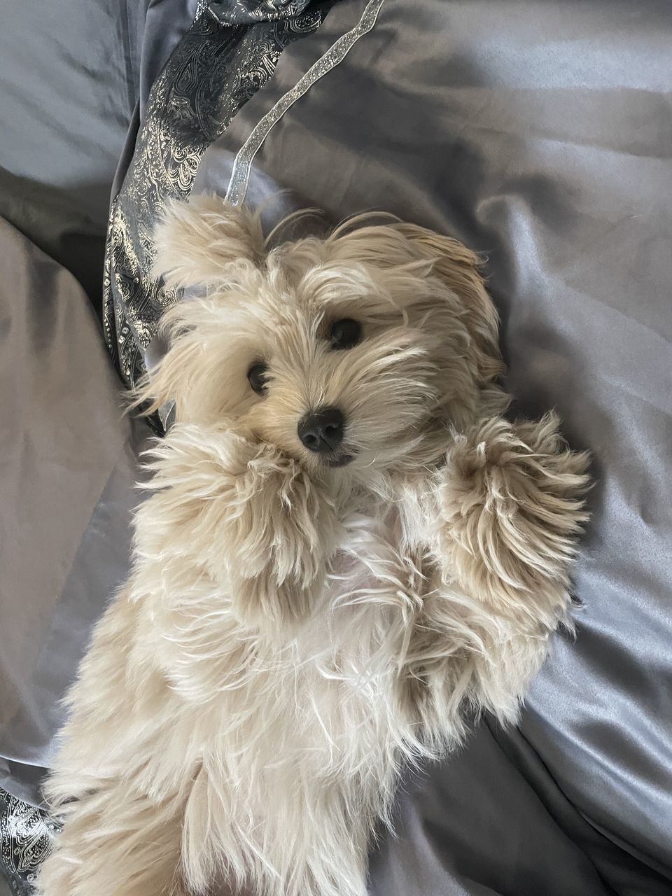 dog, pet, canine, domestic animals, animal themes, one animal, animal, mammal, indoors, lap dog, animal hair, furniture, cute, carnivore, bed, no people, white, portrait, maltese, animal body part, high angle view