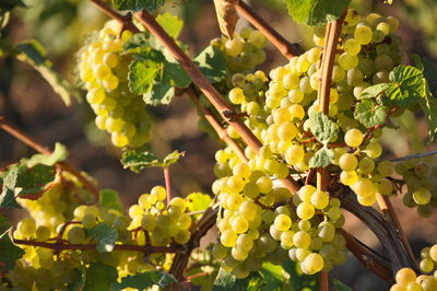 Close-up of grapes growing in vineyard