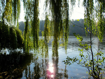 Scenic view of lake in forest against sky