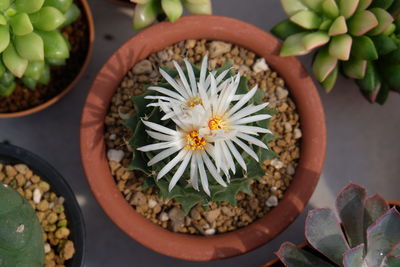 High angle view of potted plants
