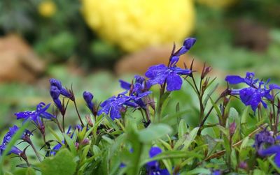 Close-up of purple crocus blooming outdoors