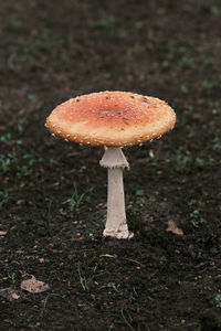 Close-up of mushroom growing on field