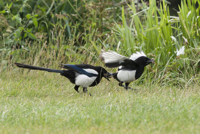 Birds on grassy field