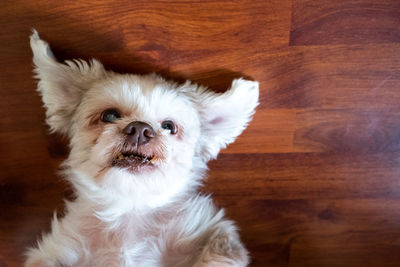 Portrait of white dog at home