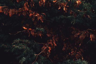 High angle view of trees on field in forest during autumn