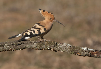 Close-up of bird perching on branch