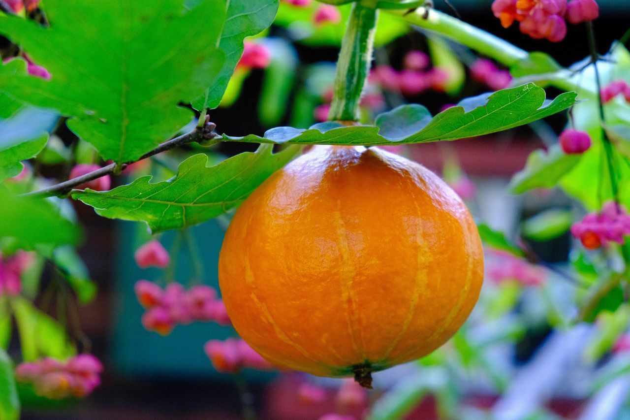 CLOSE-UP OF ORANGES ON PLANT