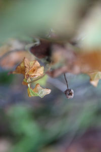 Close-up of flowers against blurred background