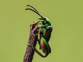 Close-up of insect on stick