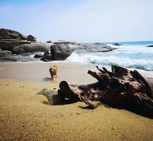 View of dog on beach