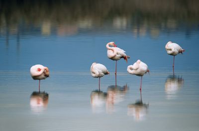 Swans swimming in lake