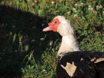 Close-up of bird on field