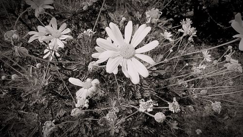 High angle view of white flowering plant on field