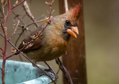 Close-up of a bird perching on branch