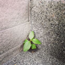 Close-up high angle view of young plant